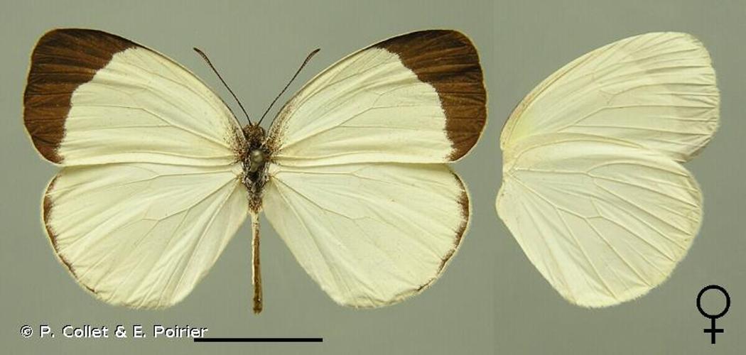 <i>Eurema albula</i> (Cramer, 1775) © P. Collet & E. Poirier