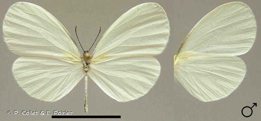 <i>Leucidia brephos</i> (Hübner, 1809) © P. Collet & E. Poirier