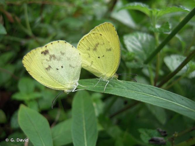 <i>Pyrisitia venusta</i> (Boisduval, 1836) © G. David