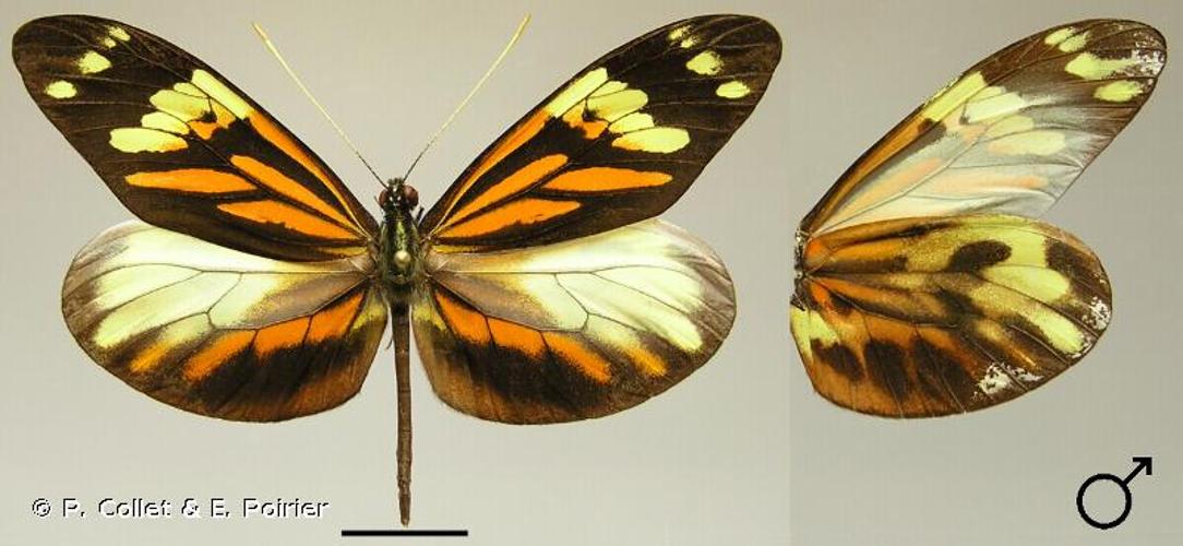 <i>Dismorphia amphione</i> (Cramer, 1779) © P. Collet & E. Poirier