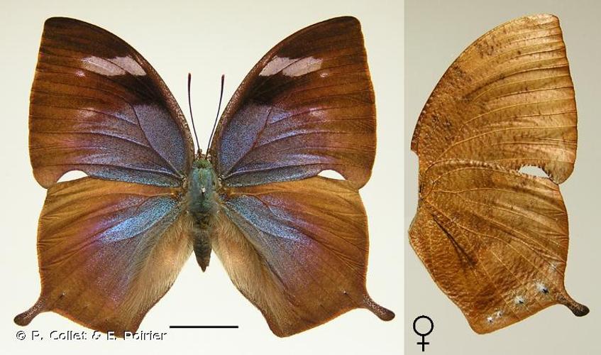 <i>Memphis polycarmes</i> (Fabricius, 1775) © P. Collet & E. Poirier