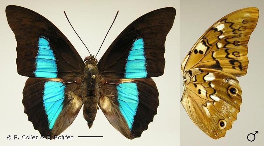 <i>Prepona eugenes</i> Bates, 1865 © P. Collet & E. Poirier