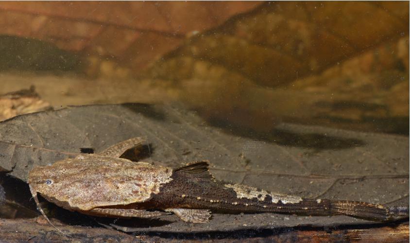 Bunocephalus aloikae (Gros Saut sur le Grand Abounami, Papaïchton, 2020) © F. Melki/Fondation Biotope