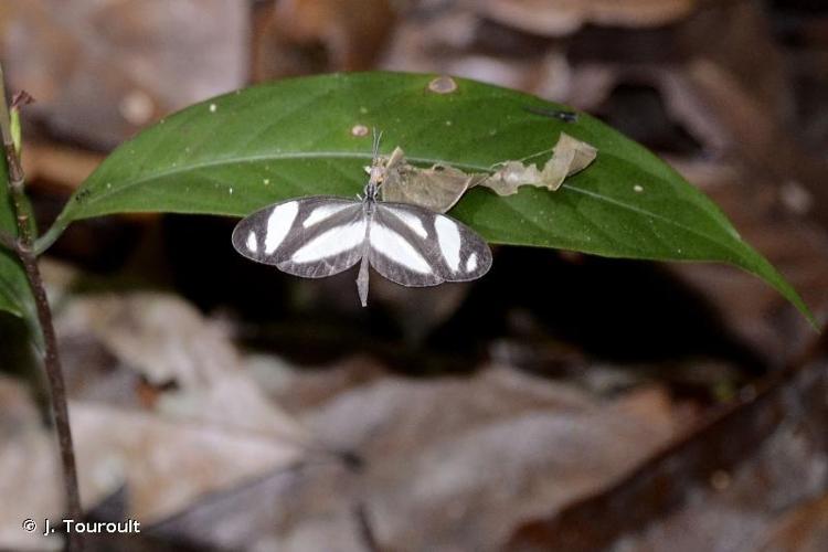 <i>Moschoneura pinthous</i> (Linnaeus, 1758) © J. Touroult