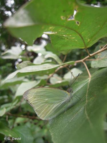 <i>Glutophrissa drusilla</i> (Cramer, 1777) © G. David