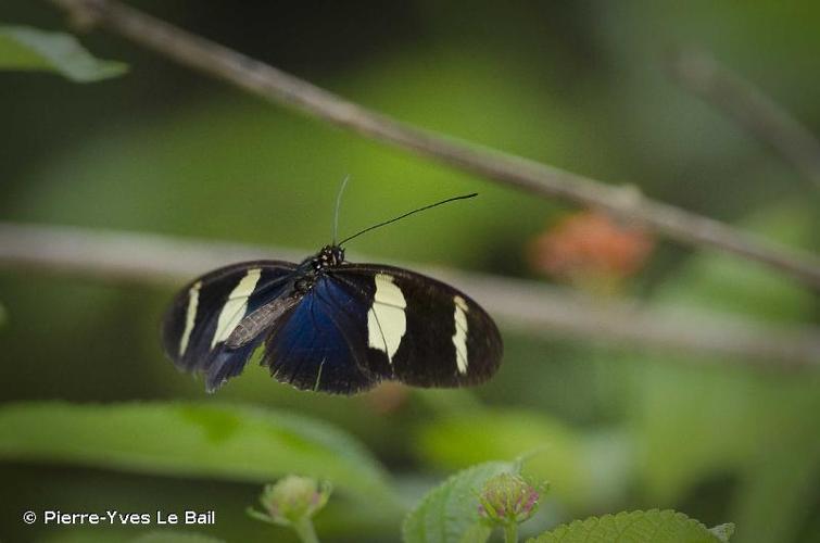 <i>Heliconius doris</i> (Linnaeus, 1771) © Pierre-Yves Le Bail