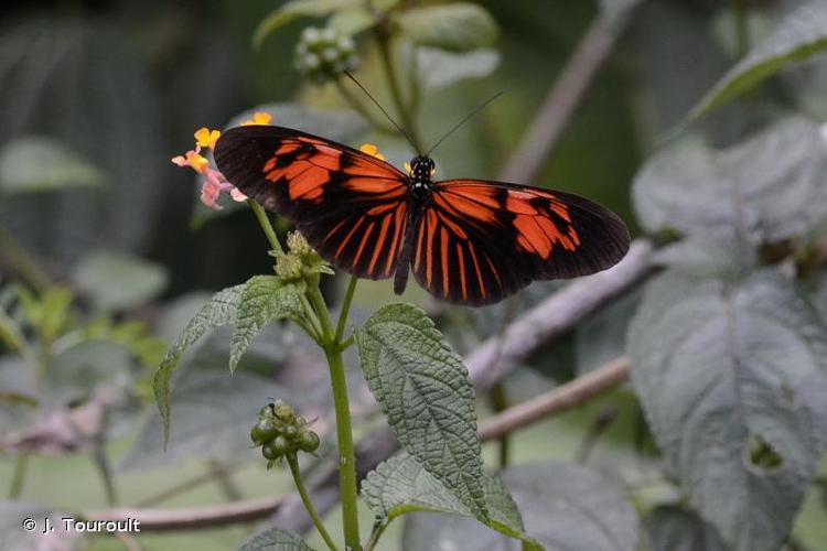 <i>Heliconius erato</i> (Linnaeus, 1758) © J. Touroult