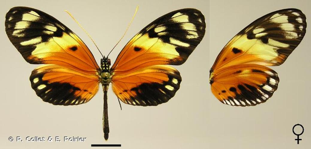 <i>Heliconius numata</i> (Cramer, 1780) © P. Collet & E. Poirier