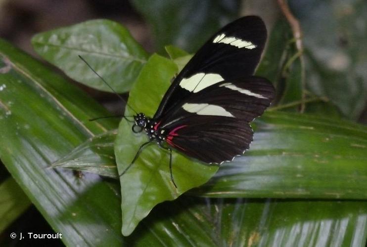 <i>Heliconius sara</i> (Fabricius, 1793) © J. Touroult