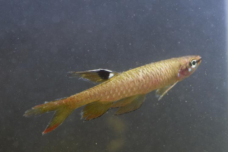 Copella carsevennensis (Gros Saut sur le Grand Abounami, Papaïchton, 2020) © F. Melki/Fondation Biotope