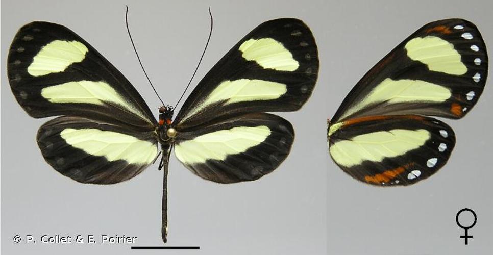 <i>Aeria eurimedea</i> (Cramer, 1777) © P. Collet & E. Poirier