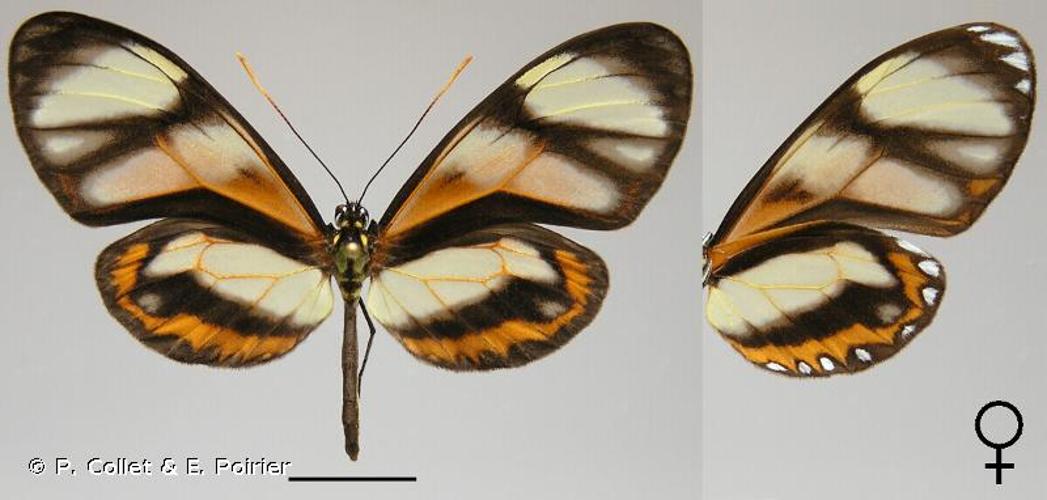 <i>Callithomia lenea</i> (Cramer, 1779) © P. Collet & E. Poirier