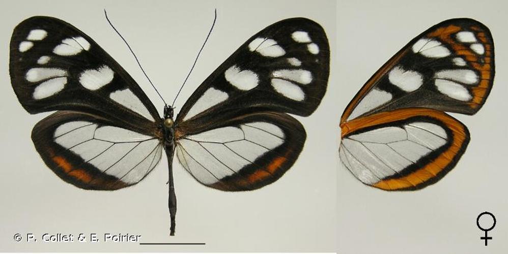 <i>Hyposcada zarepha</i> (Hewitson, 1869) © P. Collet & E. Poirier