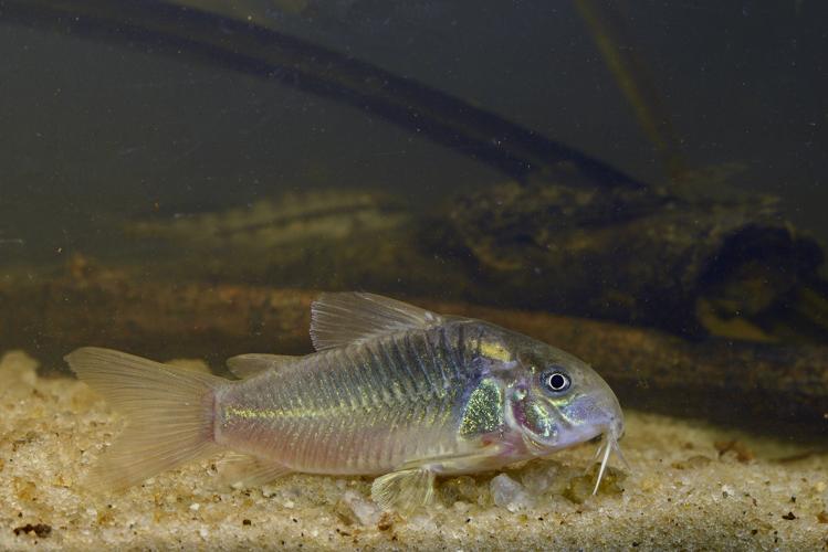 Corydoras aeneus (Gros Saut sur le Grand Abounami, Papaïchton, 2020) © F. Melki/Fondation Biotope