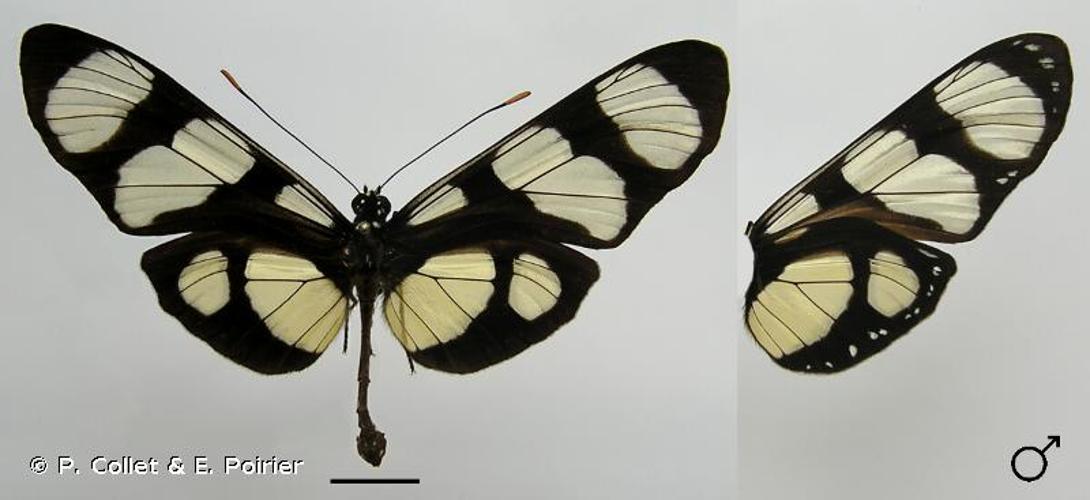 <i>Methona grandior</i> (Forbes, 1944) © P. Collet & E. Poirier