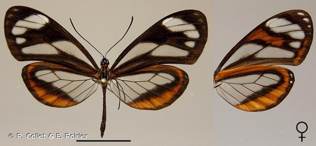 <i>Napeogenes sylphis</i> Guérin, 1844 © P. Collet & E. Poirier