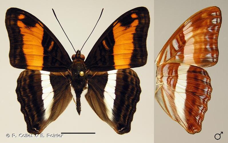 <i>Adelpha cocala</i> (Cramer, 1779) © P. Collet & E. Poirier