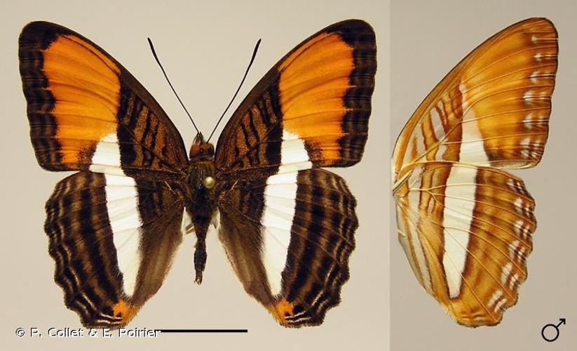 <i>Adelpha cytherea</i> (Linnaeus, 1758) © P. Collet & E. Poirier