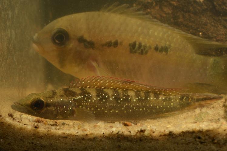 Crenicichla albopunctata (Gros Saut sur le Grand Abounami, Papaïchton, 2020) © F. Melki/Fondation Biotope