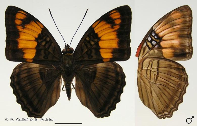 <i>Adelpha mesentina</i> (Cramer, 1777) © P. Collet & E. Poirier