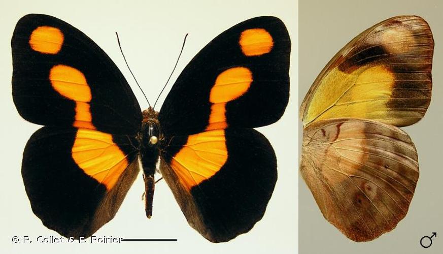 <i>Catonephele antinoe</i> (Godart, 1824) © P. Collet & E. Poirier