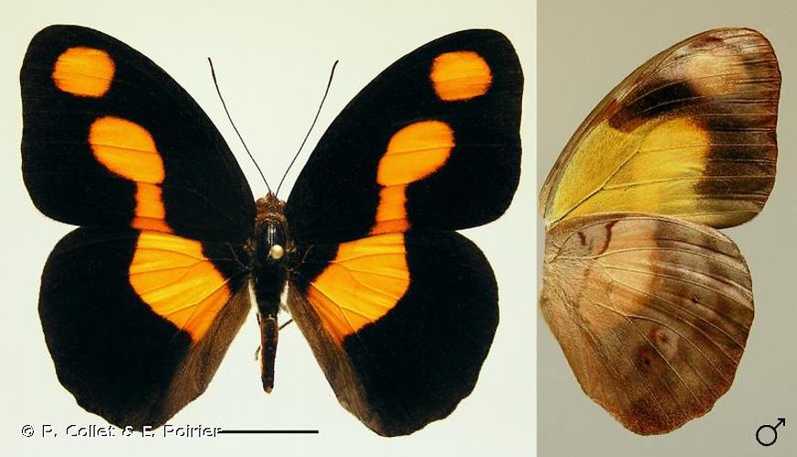 <i>Catonephele antinoe</i> (Godart, 1824) © P. Collet & E. Poirier