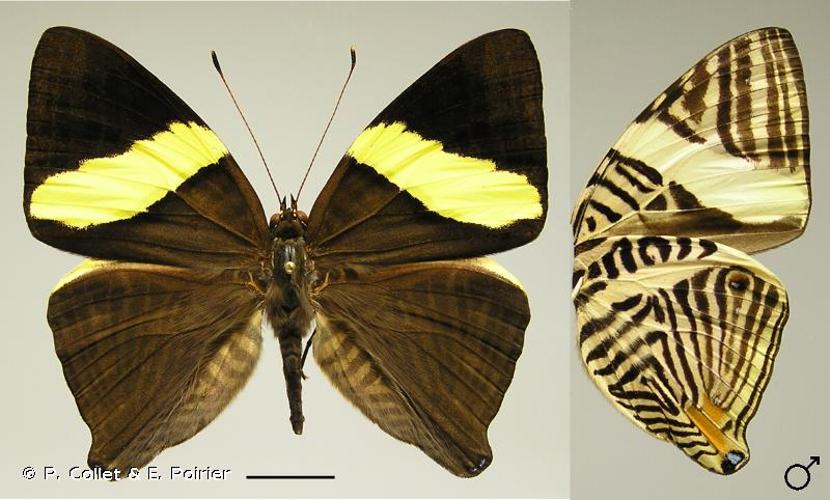 <i>Colobura annulata</i> Willmott, Constantino & Hall, 2001 © P. Collet & E. Poirier