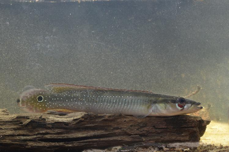 Crenicichla multispinosa (Gros Saut sur le Grand Abounami, Papaïchton, 2020) © F. Melki/Fondation Biotope