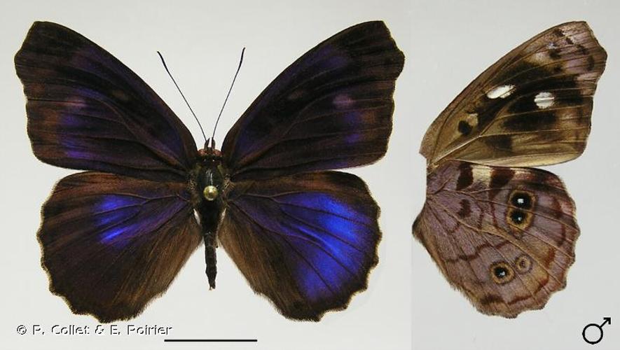 <i>Eunica concordia</i> (Hewitson, 1852) © P. Collet & E. Poirier