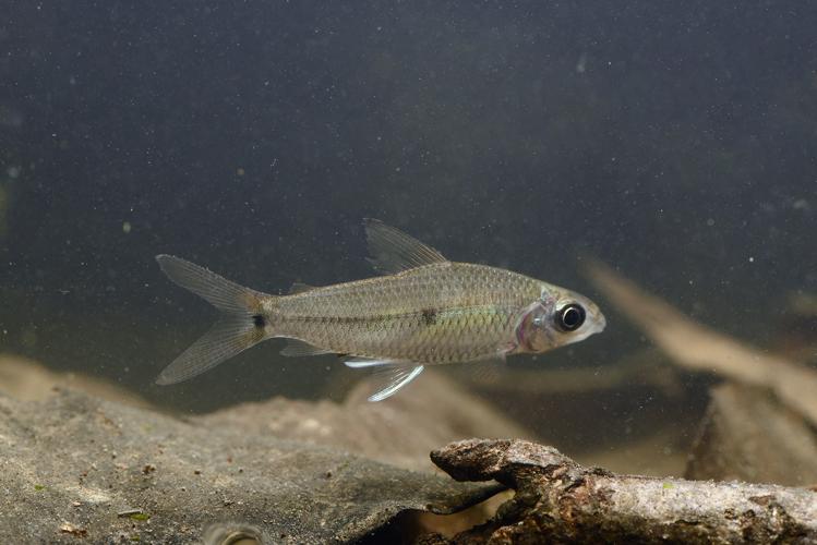 Cyphocharax biocellatus (Gros Saut sur le Grand Abounami, Papaïchton, 2020) © F. Melki/Fondation Biotope