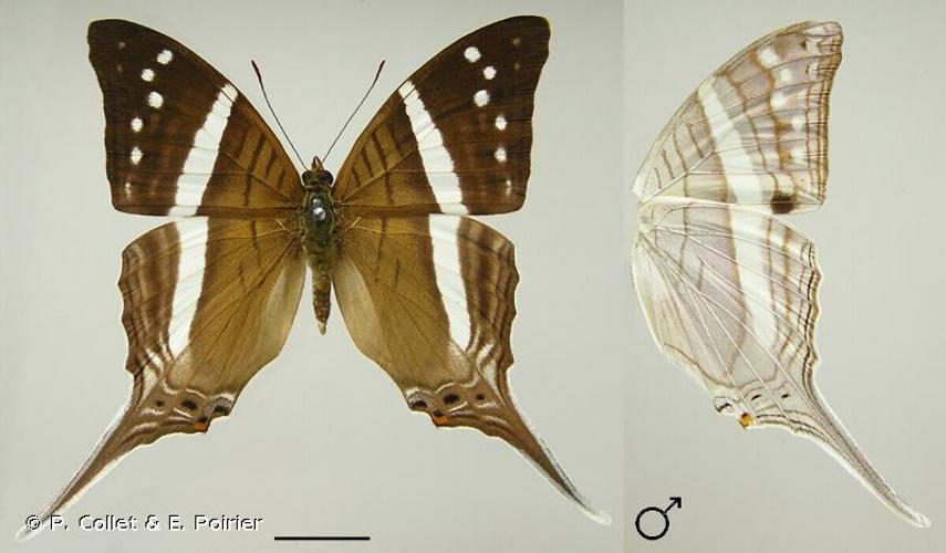 <i>Marpesia crethon</i> (Fabricius, 1777) © P. Collet & E. Poirier