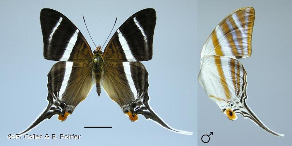 <i>Marpesia orsilochus</i> (Fabricius, 1777) © P. Collet & E. Poirier