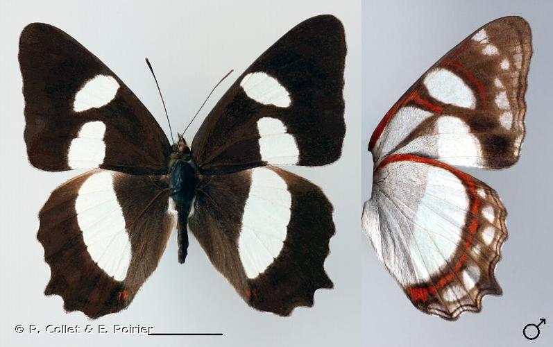 <i>Pyrrhogyra neaerea</i> (Linnaeus, 1758) © P. Collet & E. Poirier