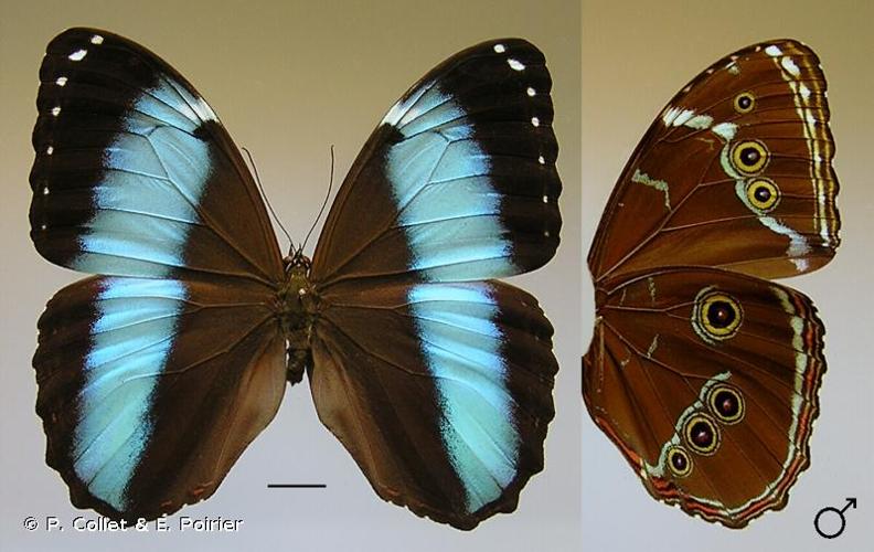 <i>Morpho helenor</i> (Cramer, 1775) © P. Collet & E. Poirier