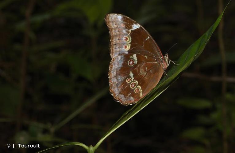 <i>Morpho menelaus</i> (Linnaeus, 1758) © J. Touroult