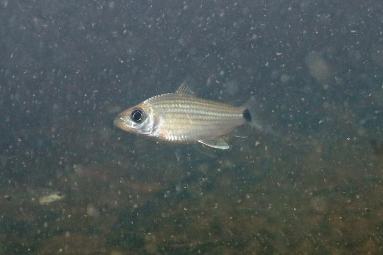 Cyphocharax helleri (Gros Saut sur le Grand Abounami, Papaïchton, 2020) © F. Melki/Fondation Biotope