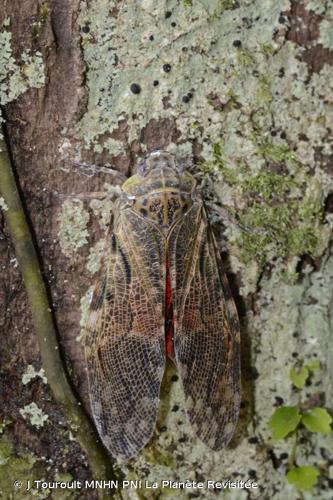 <i>Aracynthus sanguineus</i> (Olivier, 1792) © J Touroult MNHN PNI La Planète Revisitée