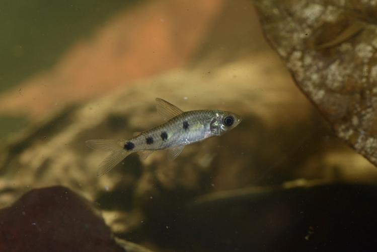 Cyphocharax punctatus (Gros Saut sur le Grand Abounami, Papaïchton, 2020) © F. Melki/Fondation Biotope