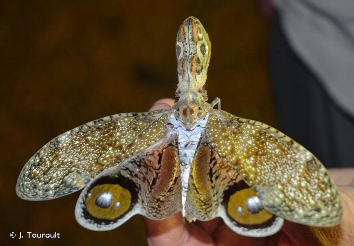 <i>Fulgora laternaria</i> (Linnaeus, 1758) © J. Touroult