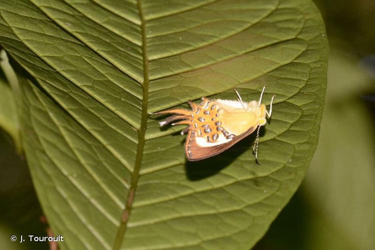 <i>Helicopis cupido</i> (Linnaeus, 1758) © J. Touroult