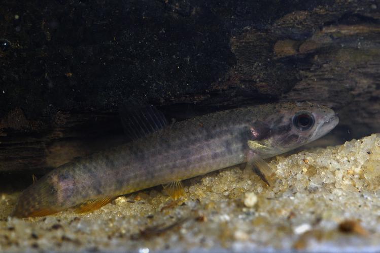 Erythrinus erythrinus (Gros Saut sur le Grand Abounami, Papaïchton, 2020) © F. Melki/Fondation Biotope