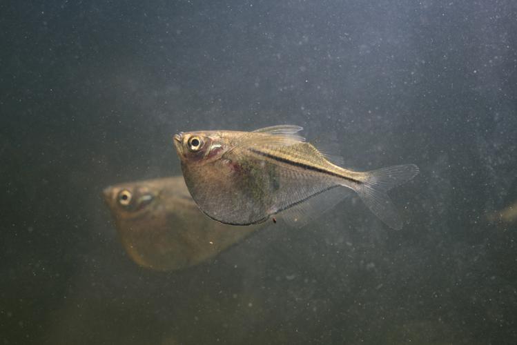 Gasteropelecus sternicla (Gros Saut sur le Grand Abounami, Papaïchton, 2020) © F. Melki/Fondation Biotope