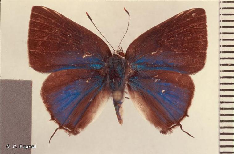 <i>Tmolus echion</i> (Linnaeus, 1767) © C. Faynel