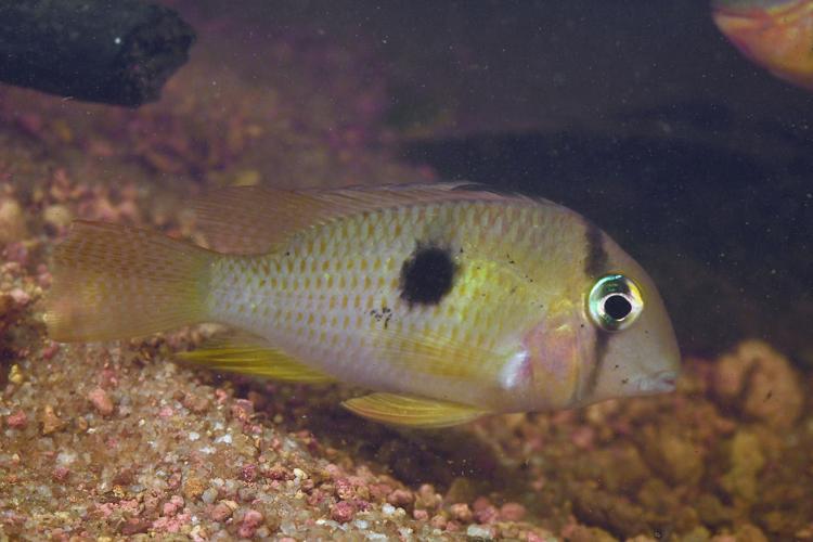 Guianacara owroewefi (Gros Saut sur le Grand Abounami, Papaïchton, 2020) © F. Melki/Fondation Biotope