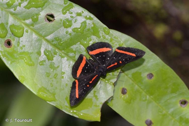 <i>Amarynthis meneria</i> (Cramer, 1776) © J. Touroult