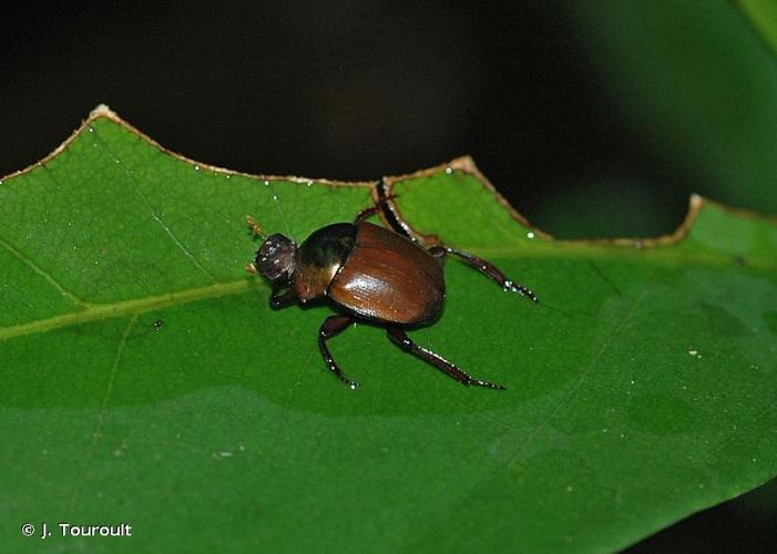 <i>Hansreia affinis</i> (Fabricius, 1801) © J. Touroult