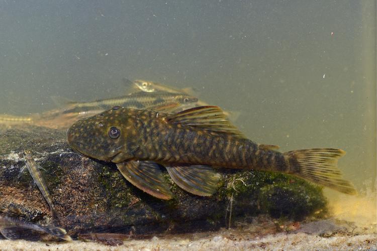 Guyanancistrus brevispinis (Gros Saut sur le Grand Abounami, Papaïchton, 2020) © F. Melki/Fondation Biotope