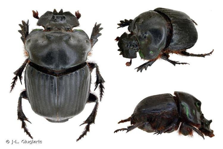 <i>Coprophanaeus dardanus</i> (MacLeay, 1819) © J-L. Giuglaris