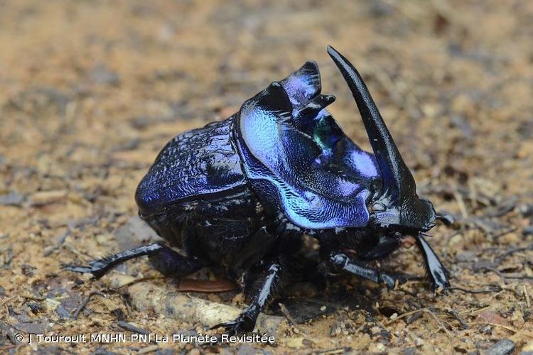 <i>Coprophanaeus lancifer</i> (Linnaeus, 1767) © J Touroult MNHN PNI La Planète Revisitée