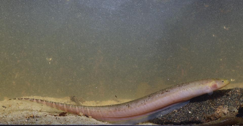 Gymnotus anguillaris (Gros Saut sur le Grand Abounami, Papaïchton, 2020) © F. Melki/Fondation Biotope